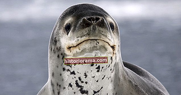 USB-накопичувач виживає два роки в тюленях, перш ніж об’єднатися зі своїм власником