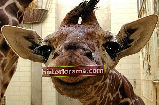 facebook nyhedsfeed sandsynligvis fuld giraf profil billeder heres baby