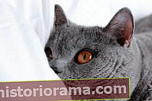 Kočka na prostěradle