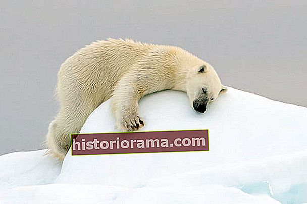 jak fotografovat Arktidu s Joshua Holko rozhovor Polarbear