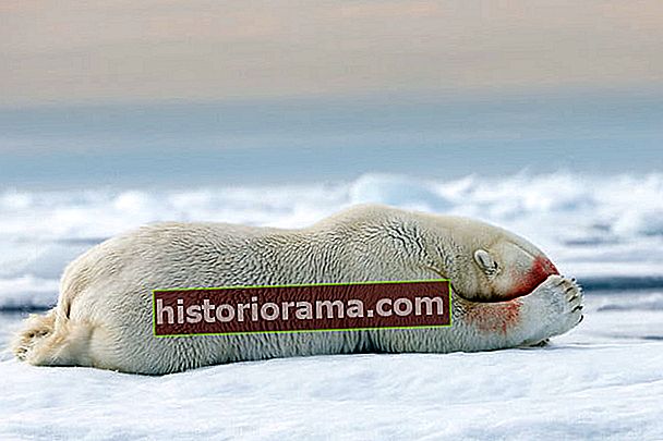 jak fotografovat Arktidu s Joshua Holko rozhovor h9p3362 Upravit