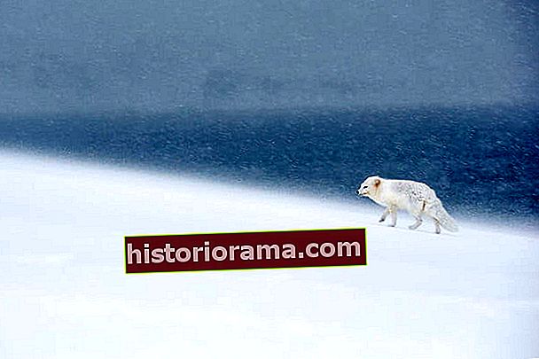 jak fotografovat Arktidu s Joshua Holko rozhovor Arcticfoxiceland 9910 upravit