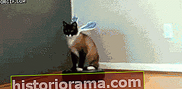cat (7362) Animeret Gif on Giphy
