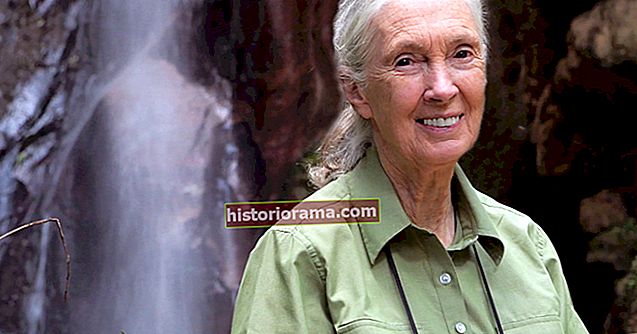 Hvordan Google Earth hjalp Jane Goodall med at redde en generation af chimpanser