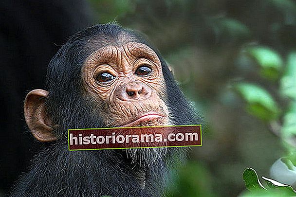 hvordan google earth hjalp Jane Goodall med at gemme chimpanser ap0376 03 dg