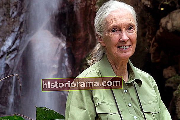 hvordan google earth hjalp Jane Goodall med at redde chimpanser oth0163 05 dg