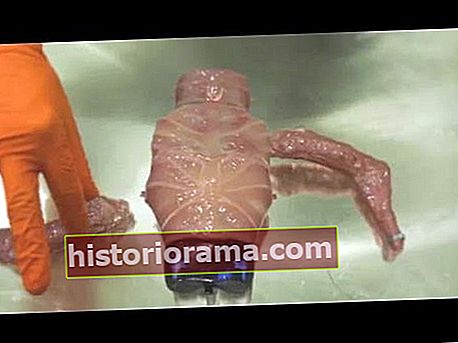 Τρισδιάστατη τυπωμένη αρθρωτή επιστημονική φαντασία σώματος που παρουσιάζει το Όσκαρ